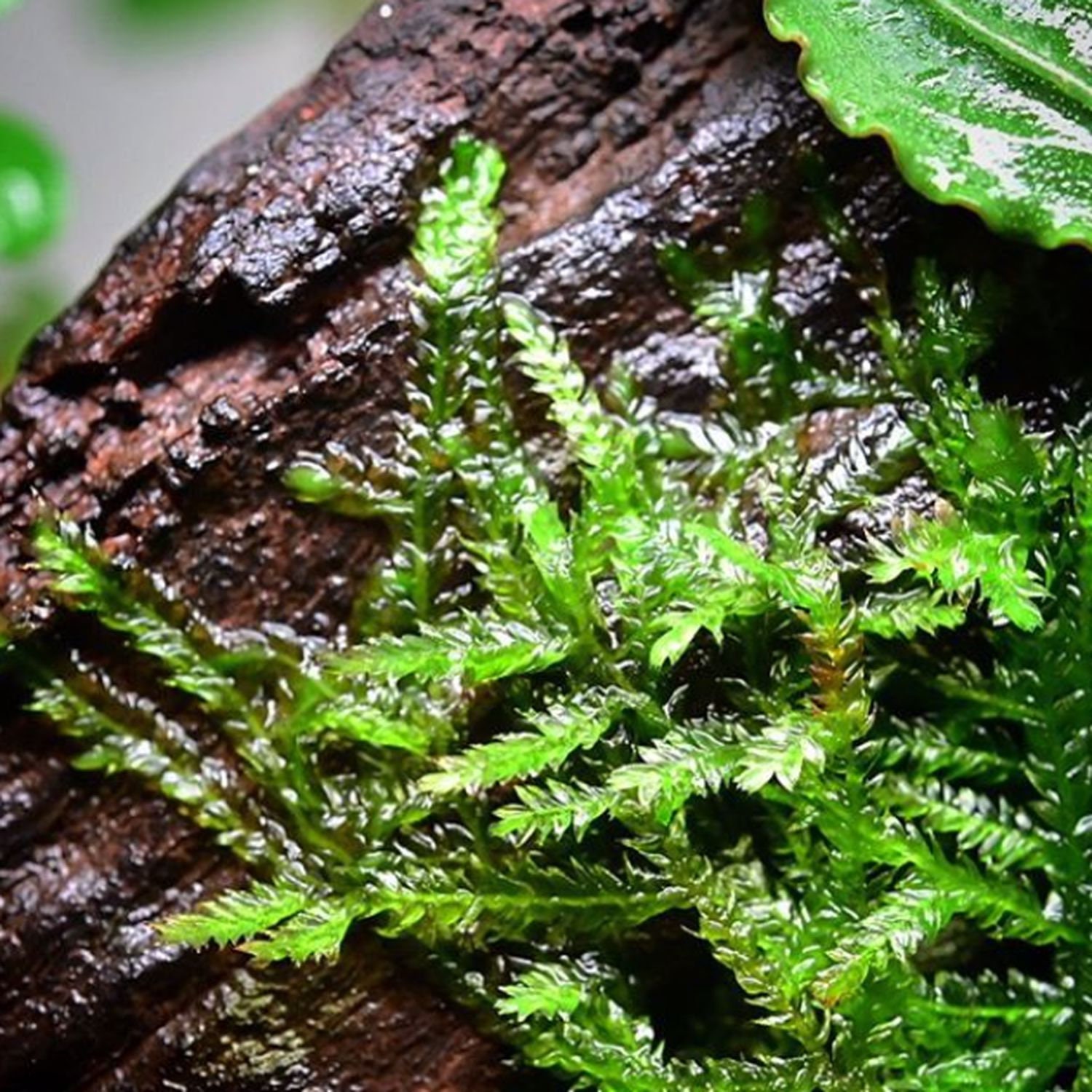 Java Moss Tissue Culture Tropical Live Aquarium Plant POPULAR Etsy