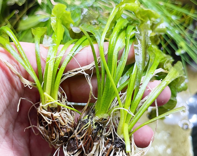 Aponogeton Ulvaceus Aponogeton Bulbs Care Guide