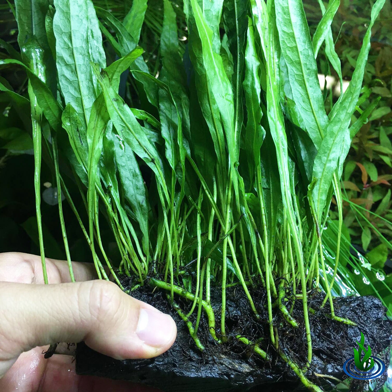 Greenpro Java Fern on Driftwood Medium Size Freshwater ...