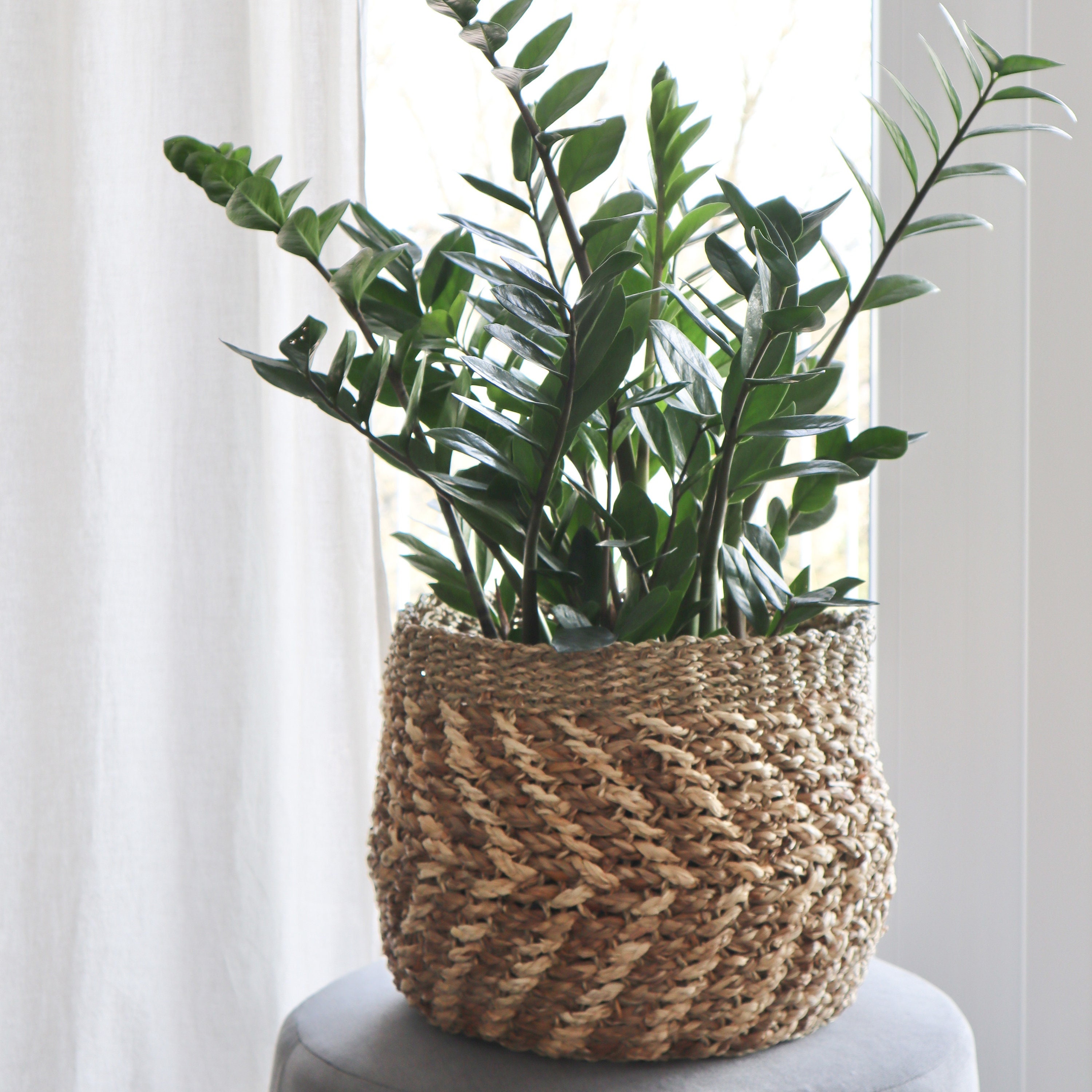 Hard Rock Seat Viewcorn Planter For Sale Craigslistterms Of Use - sctqzmr