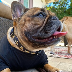 elma shop dog harness