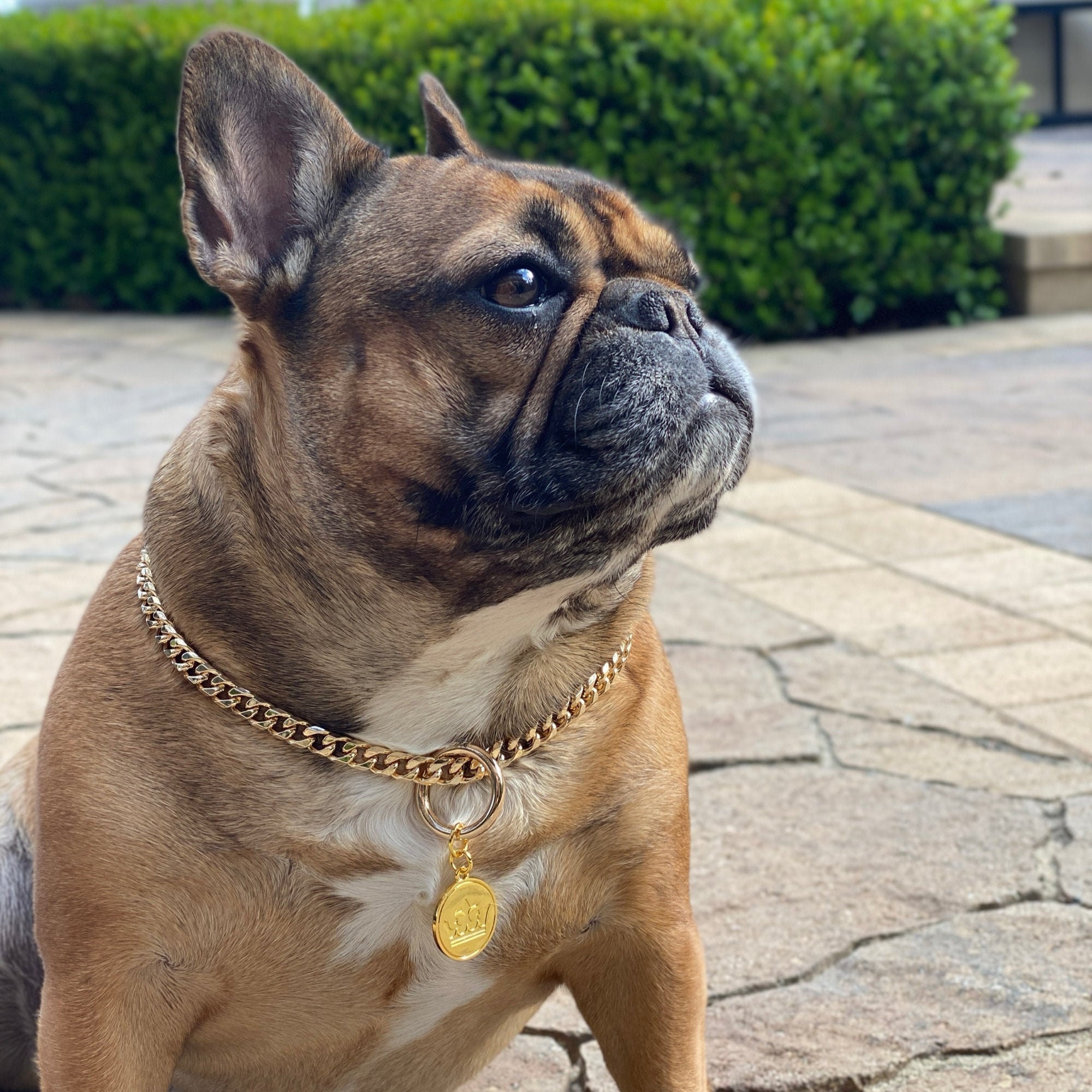 Luxury Dainty Gold Dog Chain Collar for French Bulldogs Bek & Etsy