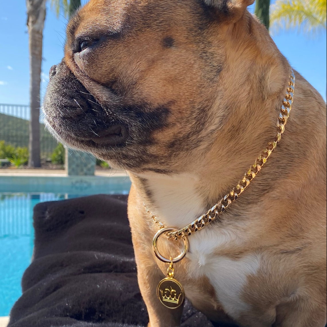 Luxury Dainty Gold Dog Chain Collar for French Bulldogs Bek & Etsy
