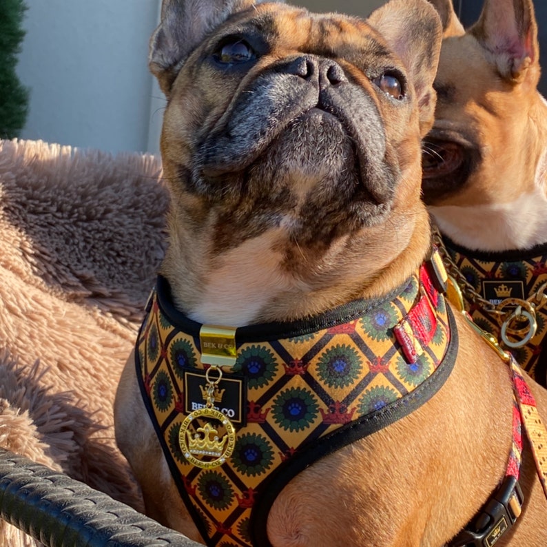French Bulldog Harness Bek & Co French Flair Adjustable Dog Etsy