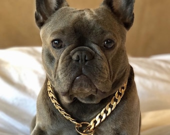 gold chains for dogs