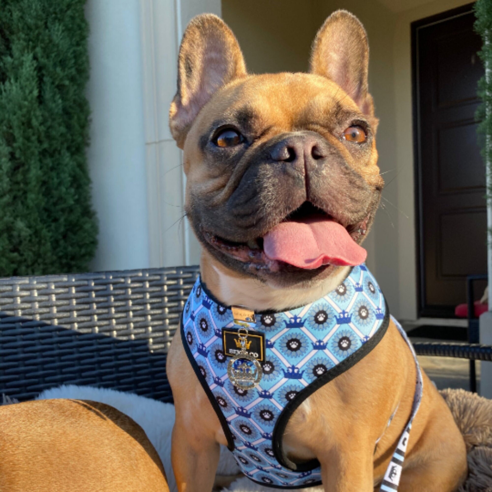 french bulldog reversible harness