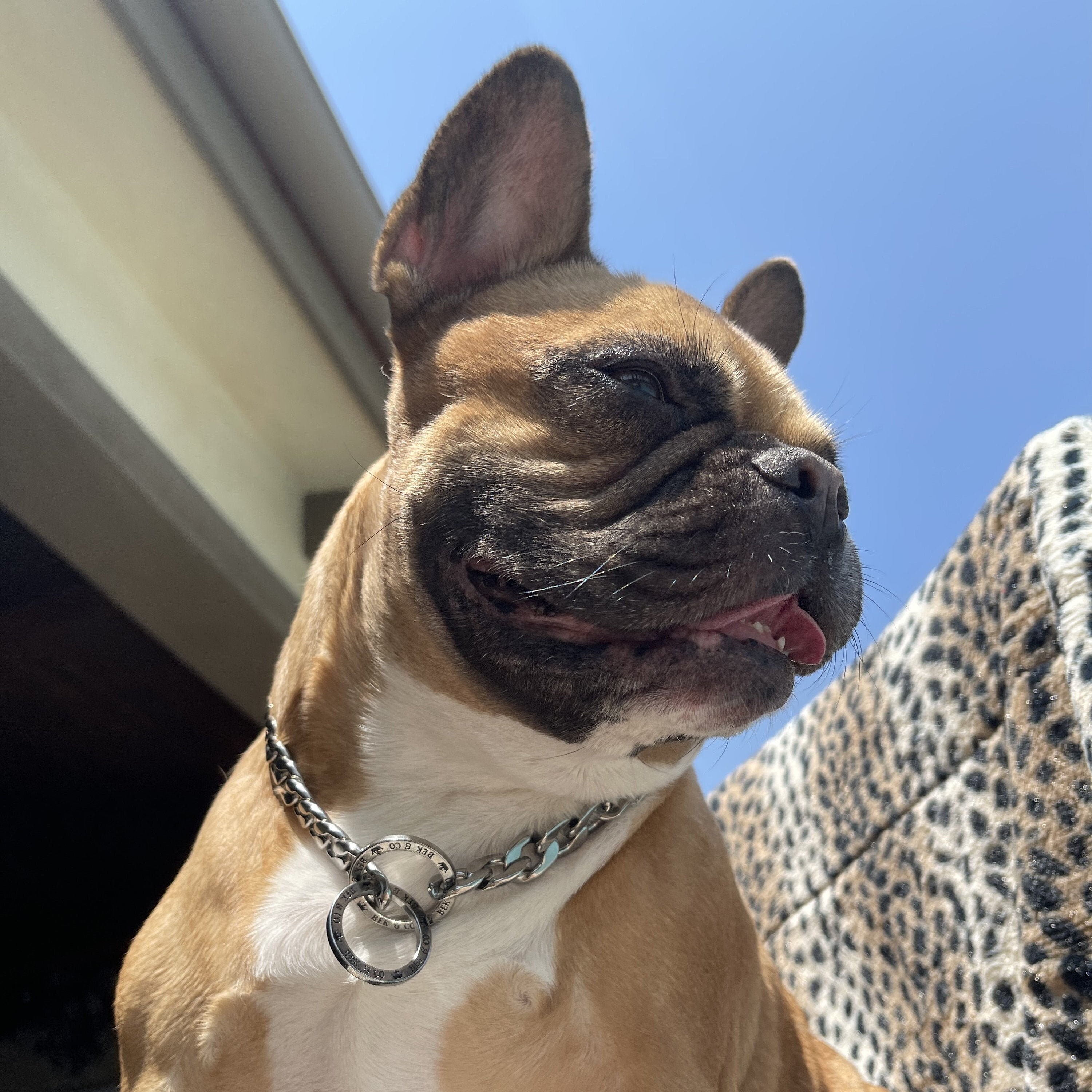 frenchie chain collar