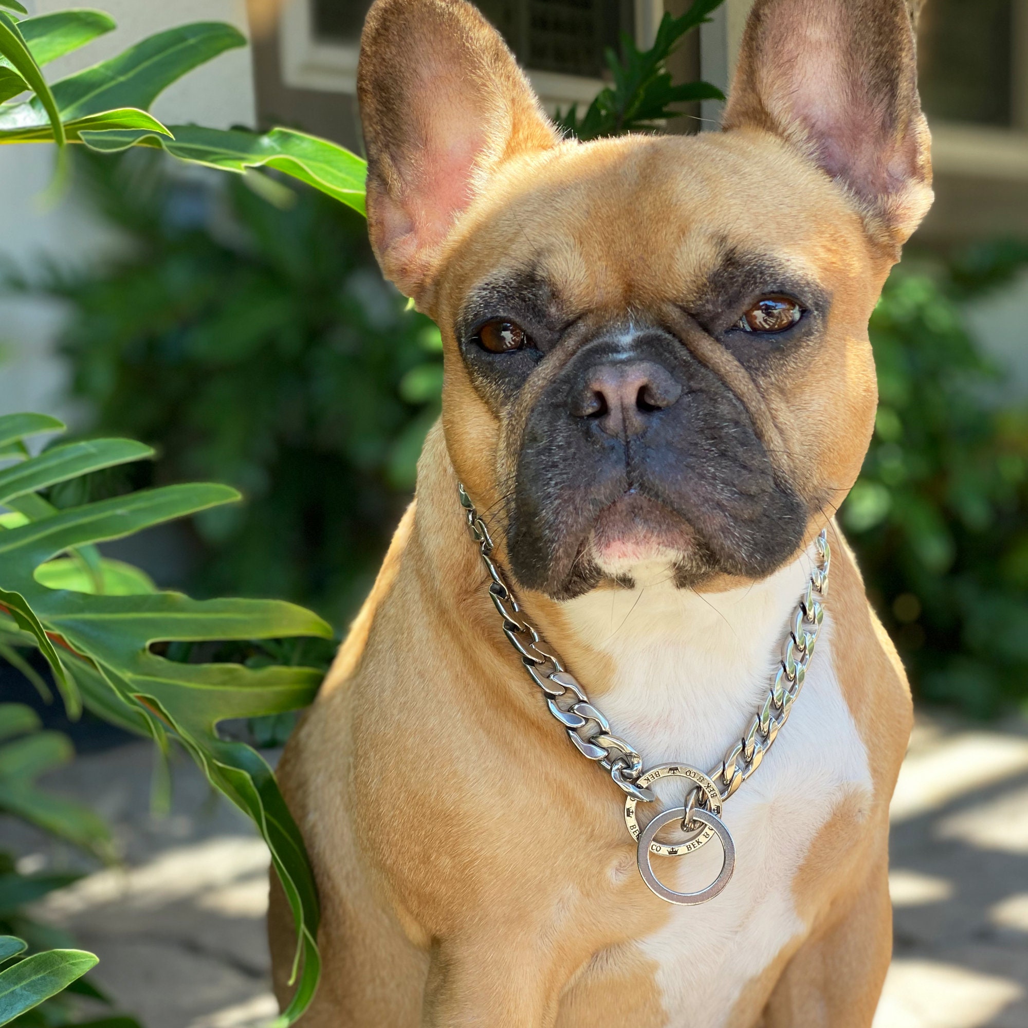 Bek & Co Luxury Silver Dog Chain Collar for French Bulldogs Etsy