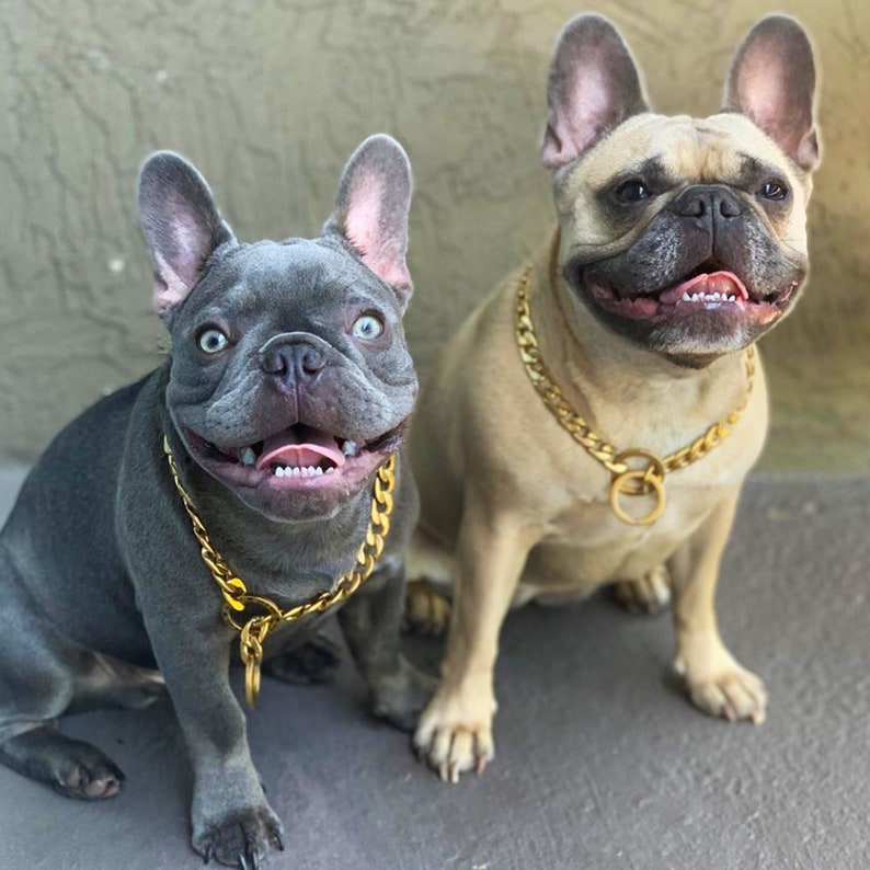 Bek & Co Luxury Gold Dog Chain Collar for French Bulldogs | Etsy