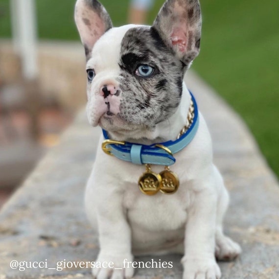 French bulldog leather collar Clearance