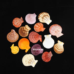 May include: A collection of various seashells in shades of orange, pink, brown, yellow, and white, arranged on a black background. The shells vary in size and texture, with some displaying intricate patterns. The text "BULKGEMS" is visible.