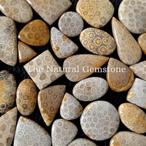 Fossil coral stone Wholesale Fossil coral Cabochon Lot Fossil coral Cabs Lot Fossil coral stone For Making Jewelry/Necklace/Ring image 2