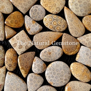 Fossil coral stone Wholesale Fossil coral Cabochon Lot Fossil coral Cabs Lot Fossil coral stone For Making Jewelry/Necklace/Ring image 1