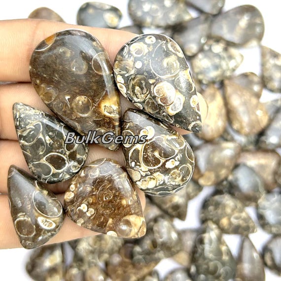 Turritella Agate Fossil Pears Lot – Handmade Polished Gemstones