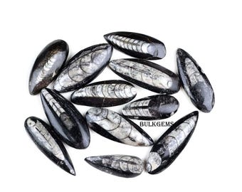Natural Orthoceras Gemstone Cabochons – Leaf Pear Lot, Jewelry Making