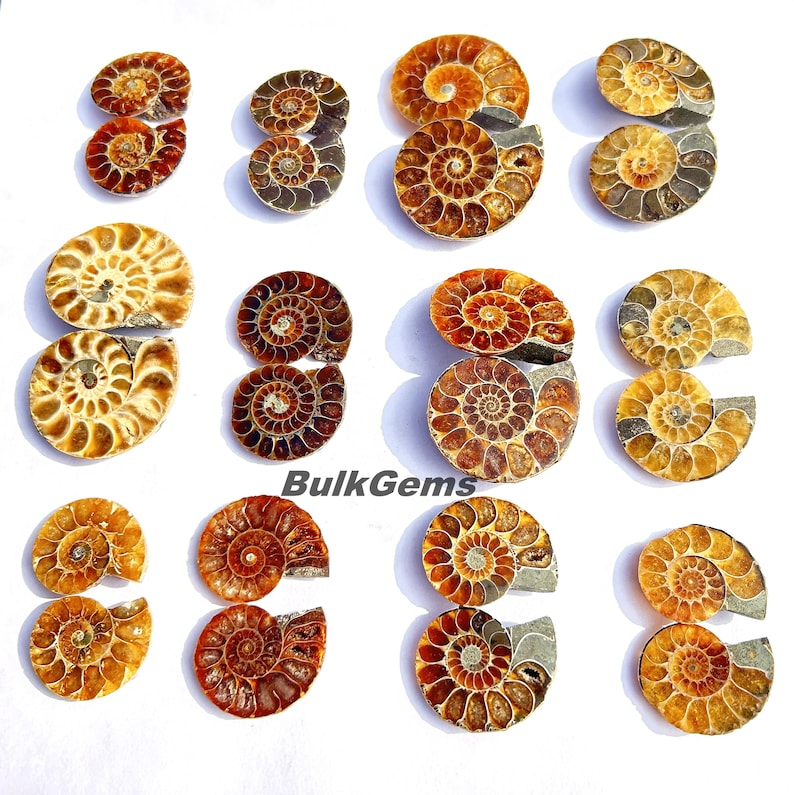 Ammonite Shell Pairs – Fossil Jewelry Making (20-40mm) - Etsy