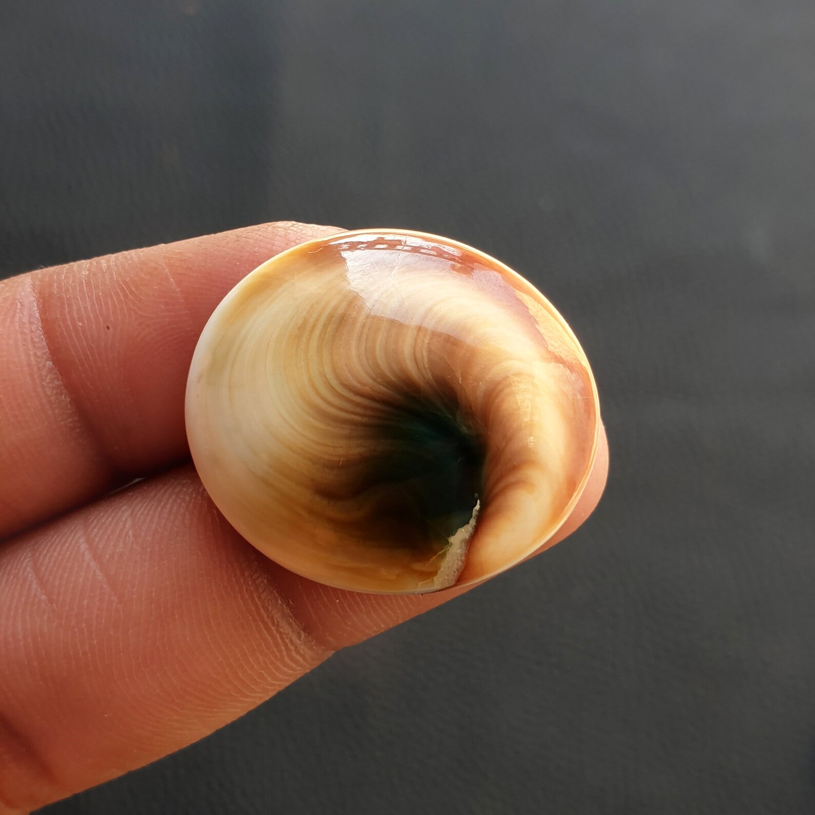 Shiva Eye Seashells Designer Cat Eye Shells Seashell Etsy