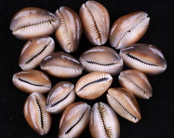 Cowrie Shell Cabochon – Chunky Sea Shell Gemstone Cabs, Jewelry Making