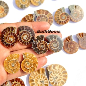 Puede incluir: Una colección de ammonites fosilizados, cada uno con un patrón en espiral único y variaciones de color. Los ammonites son de color marrón, negro y dorado. Los ammonites están dispuestos en una mano, con el texto "BulkGems" visible en el fondo.