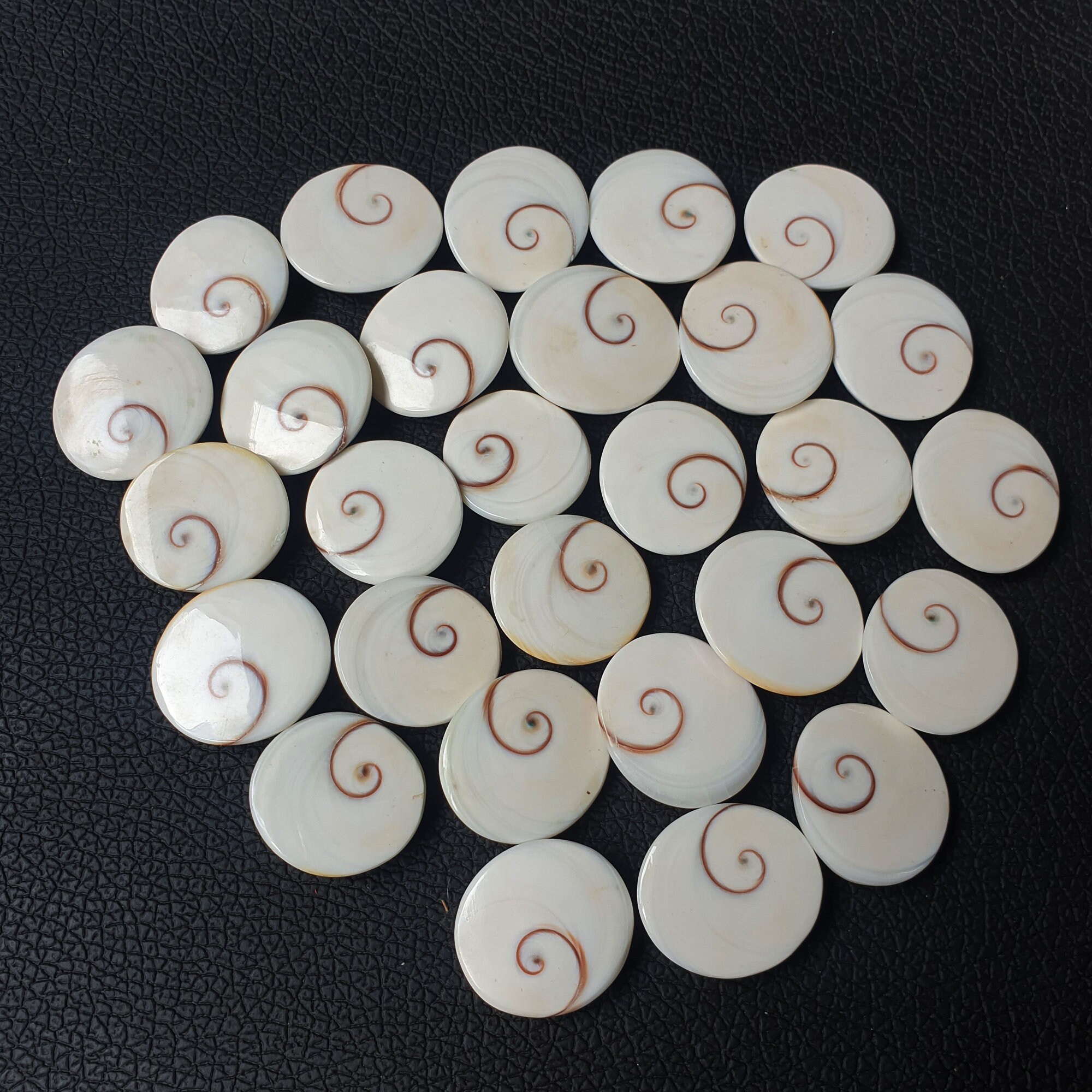 Natural Shiva Eye Shell Gemstone Wholesale Lot Shiva Eye Shell | Etsy