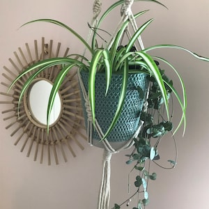 May include: A teal ceramic plant pot with a diamond-textured pattern held by a cream-colored macrame hanger. The pot contains a spider plant with long, green and white striped leaves and a trailing string of hearts plant with small leaves.