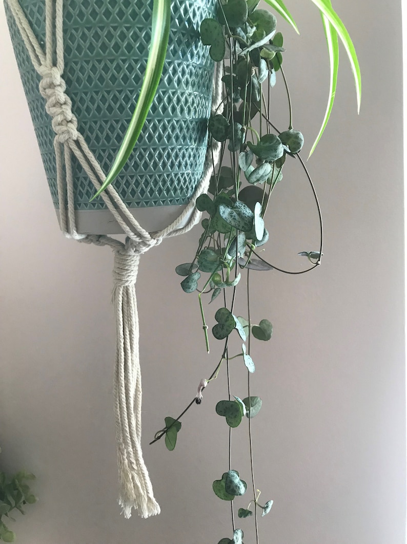 May include: A teal ceramic planter with a diamond-textured surface held by a cream-colored macrame rope hanger. The planter contains a trailing string of hearts plant with variegated heart-shaped leaves and a spider plant with long green leaves.