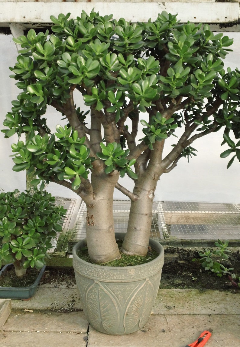 Jade Plant Money Tree 5 Cutting Fresh Crassula Ovata Live | Etsy