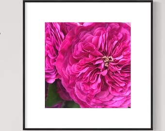 Pink Damask Rose - Zen Flower-Reiki Healing - Fine Art Photography - Floral Nature Print