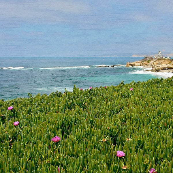 LaJolla Beach Photo, California Beaches, Cuvier Park Photo, California Coastal Wall Art, Coastal Photography, Southern California