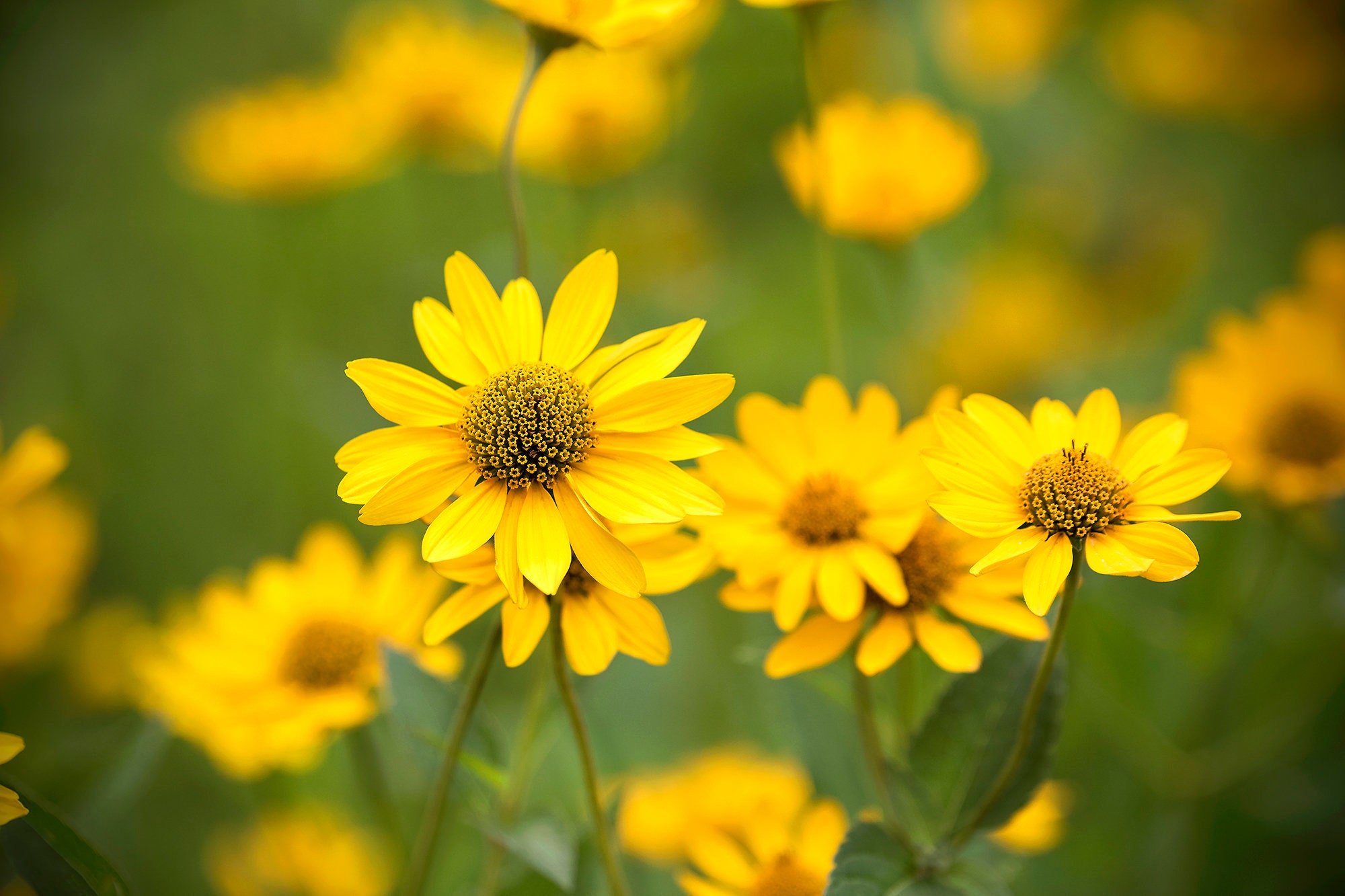 Yellow Korner　Fleurs De Pavot　60×80 Field of Yellow Flowers Photo, Yellow Flower Photo, Bold