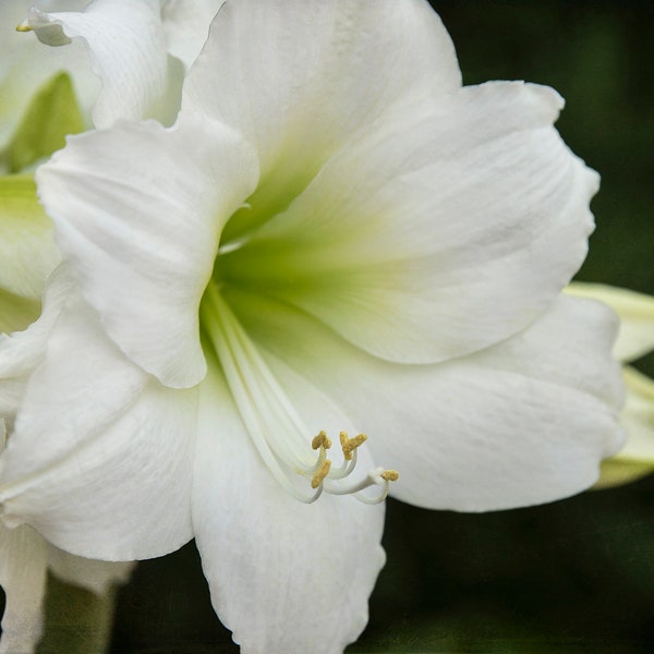 Easter Lily Photo,Lily Photo,Spring Flower Photo,Easter Wall Art,Landscape Photography,Nature Photography,Floral Photo,Floral Wall Art