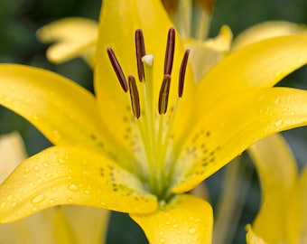 Wet Yellow Lily Photo, Lily Photo, Flower Wall Art, Landscape Photography, Nature Photography, Prints and Canvases, Country Floral Wall Art