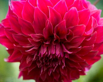 Red Dahlia Flower Photography | Textured Floral Wall Art