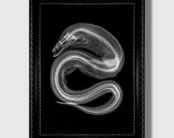 May include: A black and white photograph of a fish skeleton in a black frame. The fish is curled up in a circle, with its head and tail touching.