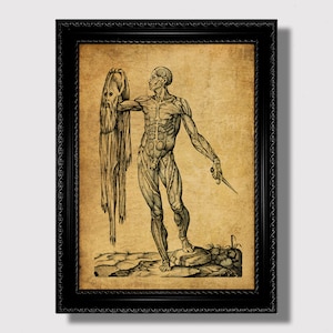 Hautfreier Mann - Mittelalterliche Dissektion Kunstdruck, Gothic Anatomisches Poster für Schrank Dekoration, Medizinische Illustration