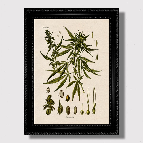 Vintage Cannabis Sativa Botanical Print.