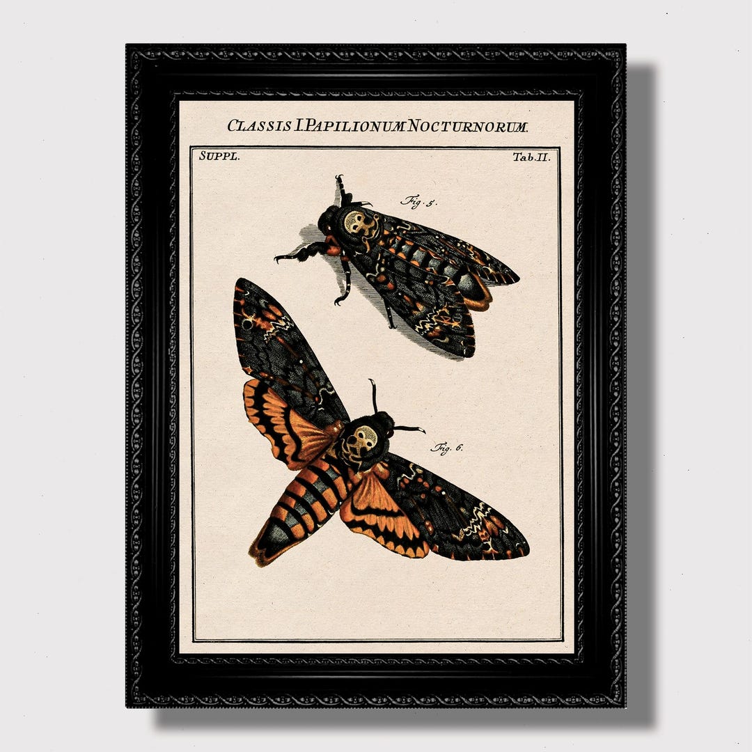 Death's-head Hawkmoth Art Print – Vintage Gothic Insect Illustration ...