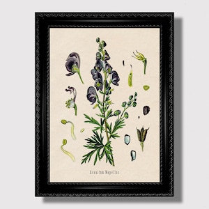 Aconitum Napellus – Poisonous Witch Plant Print, Dark Botanical Wall Art, Vintage Monkshood Illustration, Occult Herb Wall Decor