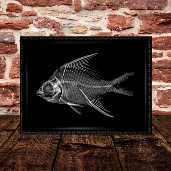 Eugerres Plumieri or Striped Mojarra X-ray. Science Art Print.