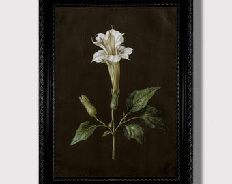 Vintage Botanical Floral Datura Print- Poisonous Plant Flowers