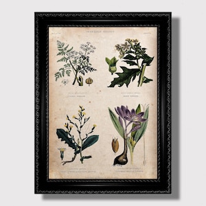 Pflanzengifte. Hemlocktanne, Schwarzes Bilsenkraut, Giftiger Kopfsalat, Herbstzeitlose. Poster mit Pflanzenmotiv.