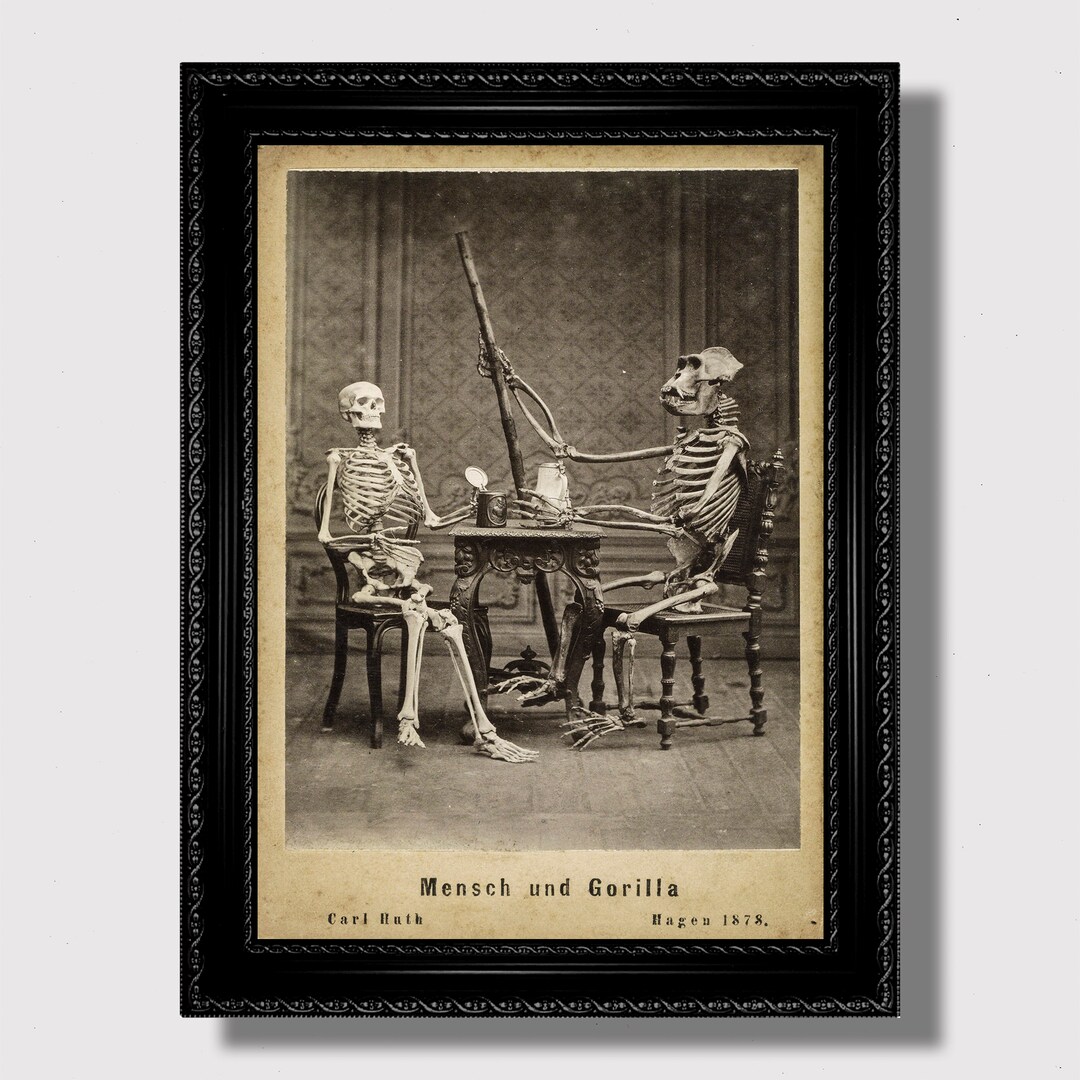 Human and Gorilla Skeletons – Antique Science Photo, Victorian Oddities ...