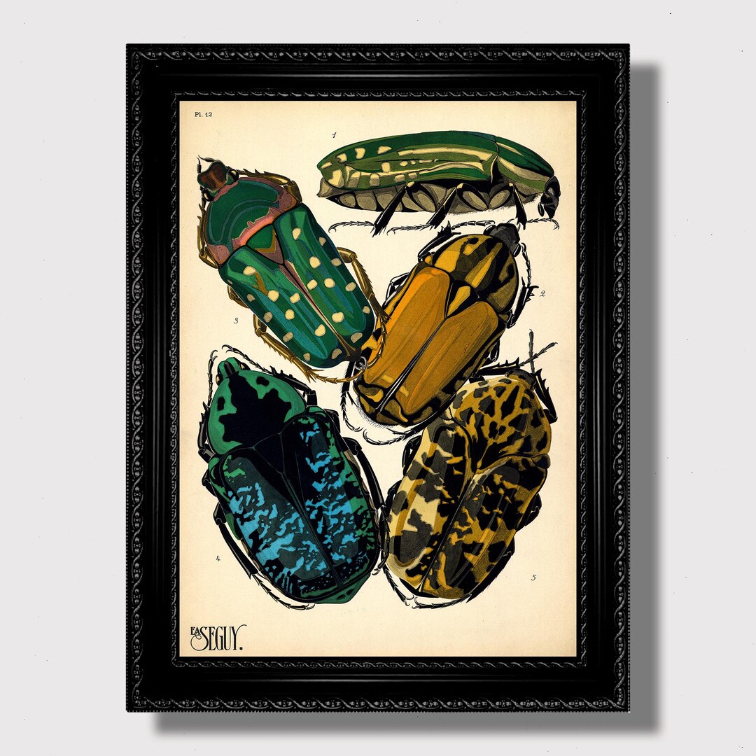 Vintage Beetle Art Print – Colorful Insect Illustration for Natural ...