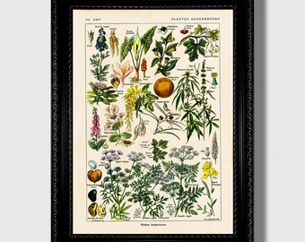Witch’s Herbarium – Victorian Poisonous Plants Chart, Occult Botanical Wall Art, Gothic Witchcraft Wall Hanging