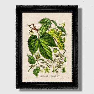 Common Hop Vintage Print – Herbal Botanical Art, Witchcraft Kitchen Wall Hanging, Rustic Apothecary Decor, Humulus Lupulus Illustration