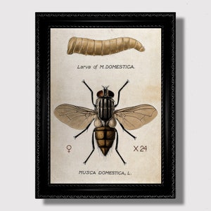 Musca Domestica – Vintage Housefly Anatomy Print, Entomology Wall Art for Cabinet of Curiosities, Unique Gift for Science or Nature Lovers