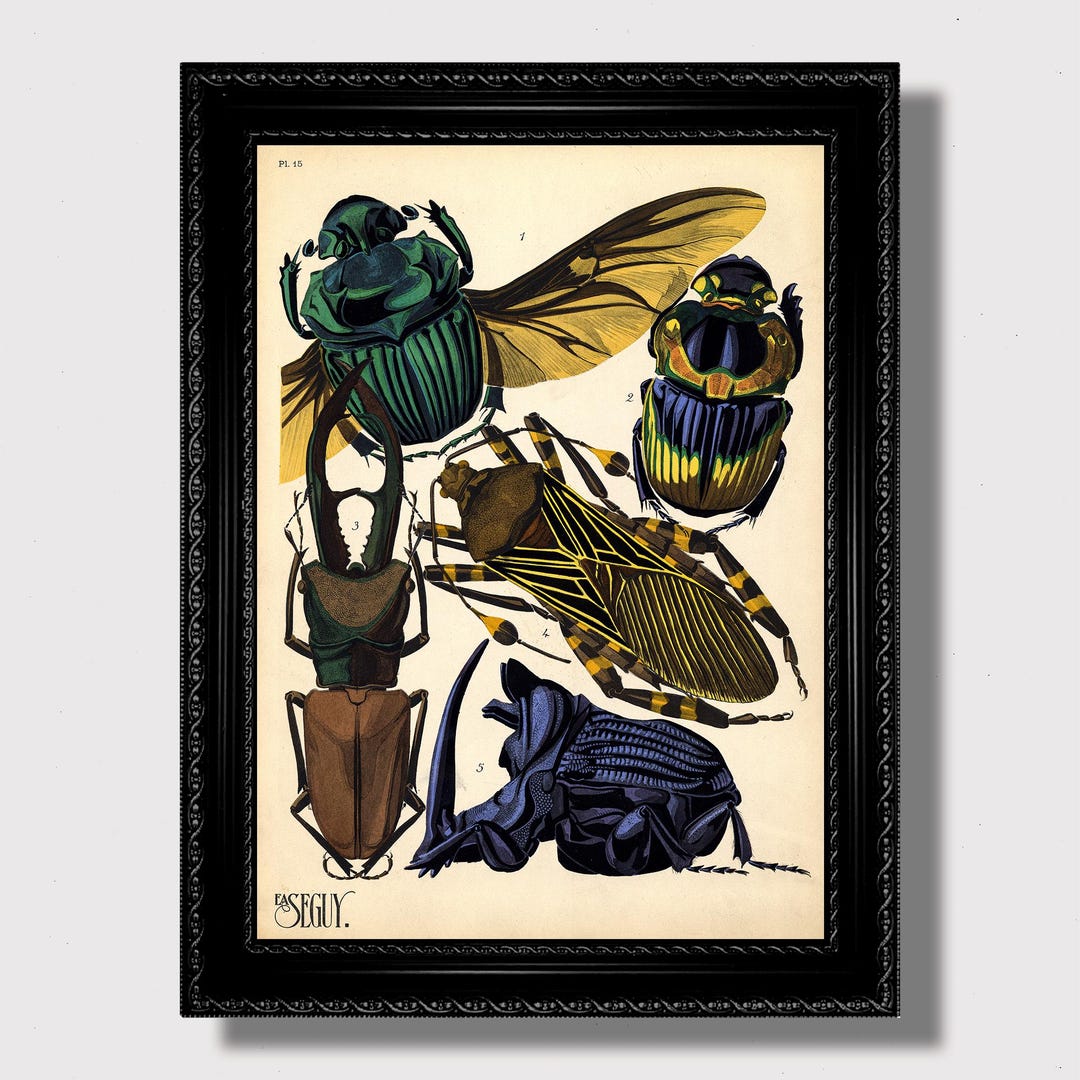 Vintage Beetle Illustration Print - Art Deco Insect Plate, Entomology ...