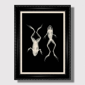 Może przedstawiać: Czarno-biały wydruk w ramie przedstawiający dwa szkielety żab, jeden zwrócony do góry, a drugi do dołu, na czarnym tle.