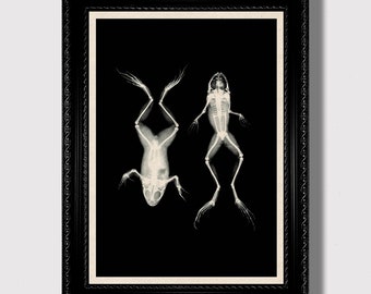 May include: Black and white framed print of two frog skeletons, one facing up and the other facing down, on a black background.