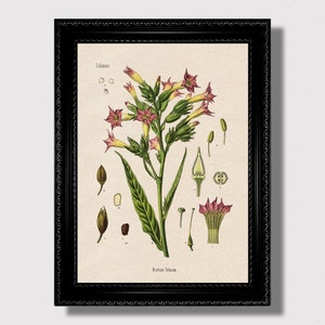 Nicotiana Tabacum Botanical Print – Antique Tobacco Plant Illustration, Victorian Wall Decor, Great Gift Idea for Cigar or Pipe Enthusiasts